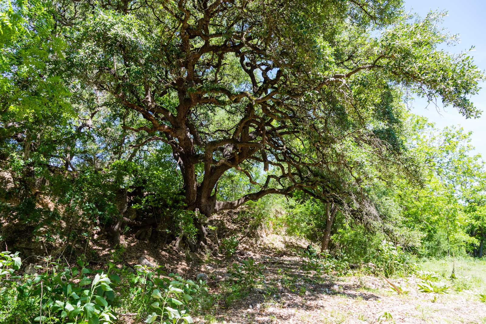 Beautiful old tree with plenty of shade in Vanderpool ranch.
