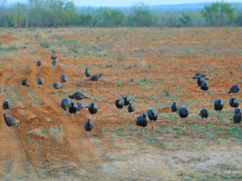 wild turkeys ranches in texas