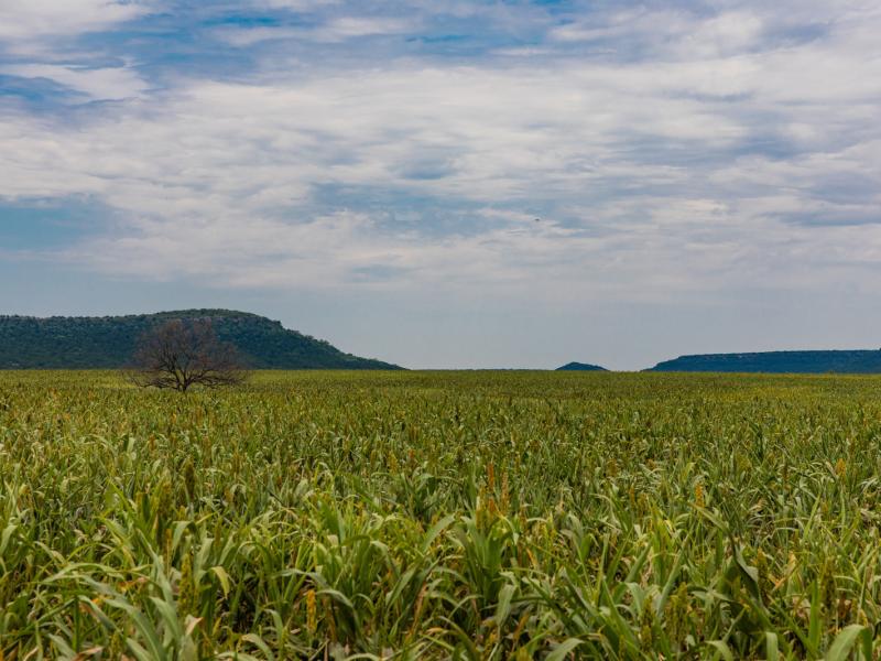 native grasses texas ranch for sale
