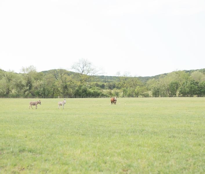 Shadow Oak Ranch cows and donkeys