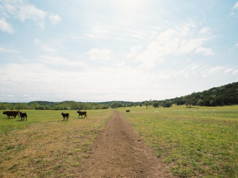 Shadow Oak Ranch is a cattle property for sale in Texas