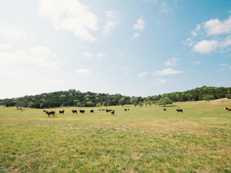Cattle grazing at the Shadow Oak Ranch 