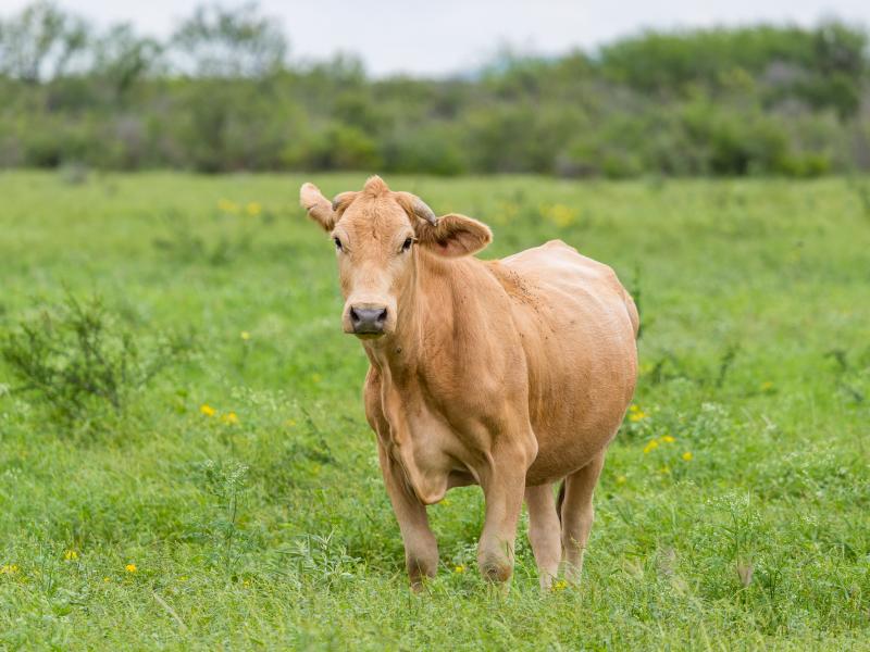 Cow Creek is a working cattle ranch for sale near Brackettville, TX.