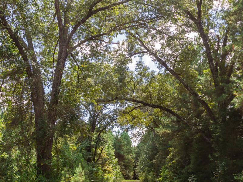 Cherokee Ranch has great mature hardwoods and Pine Trees