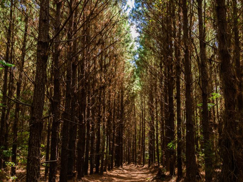 Plenty of piney woods on the Cherokee Ranch 