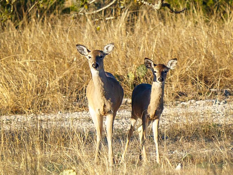 The M&M Wildlife Ranch is completely high fenced 