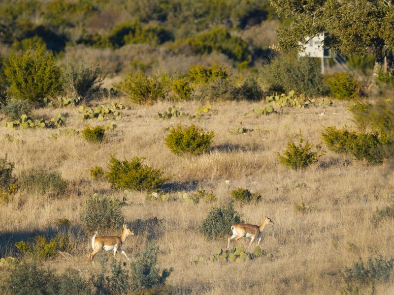 The M&M Wildlife Ranch comes with 8 corn feeder, 7 blinds and 52,000 lb. protein feeders