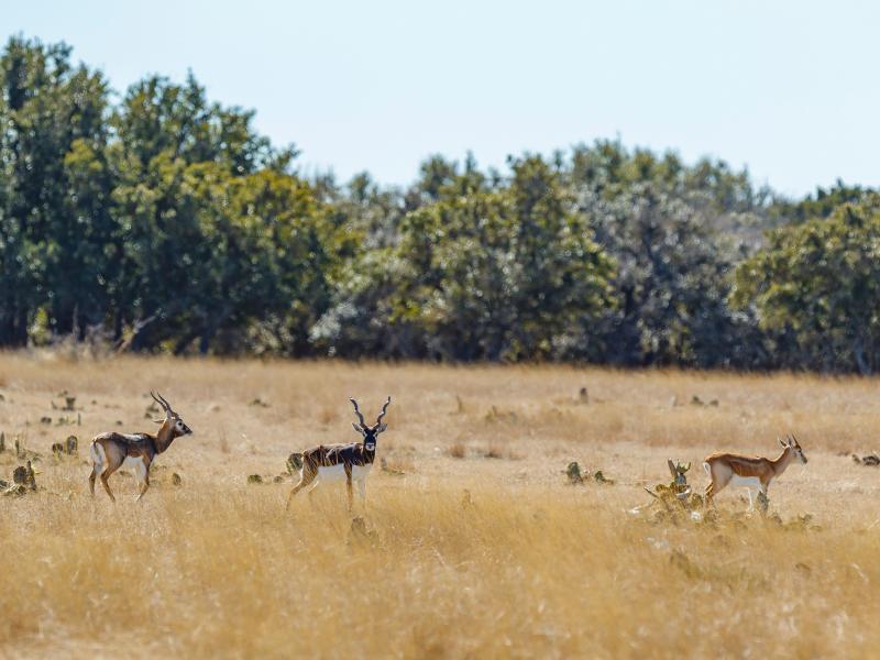 The M&M Wildlife Ranch has multiple whitetail bucks and trophy black bucks