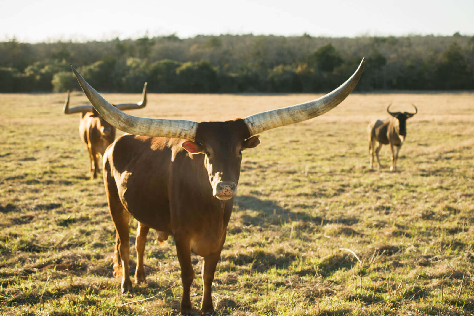 Brown cow with large big horns in pasture field.