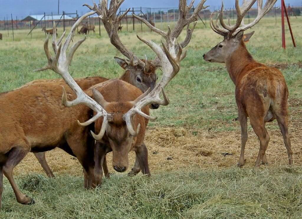 Enclosed herd of deers in Windmill Game Ranch