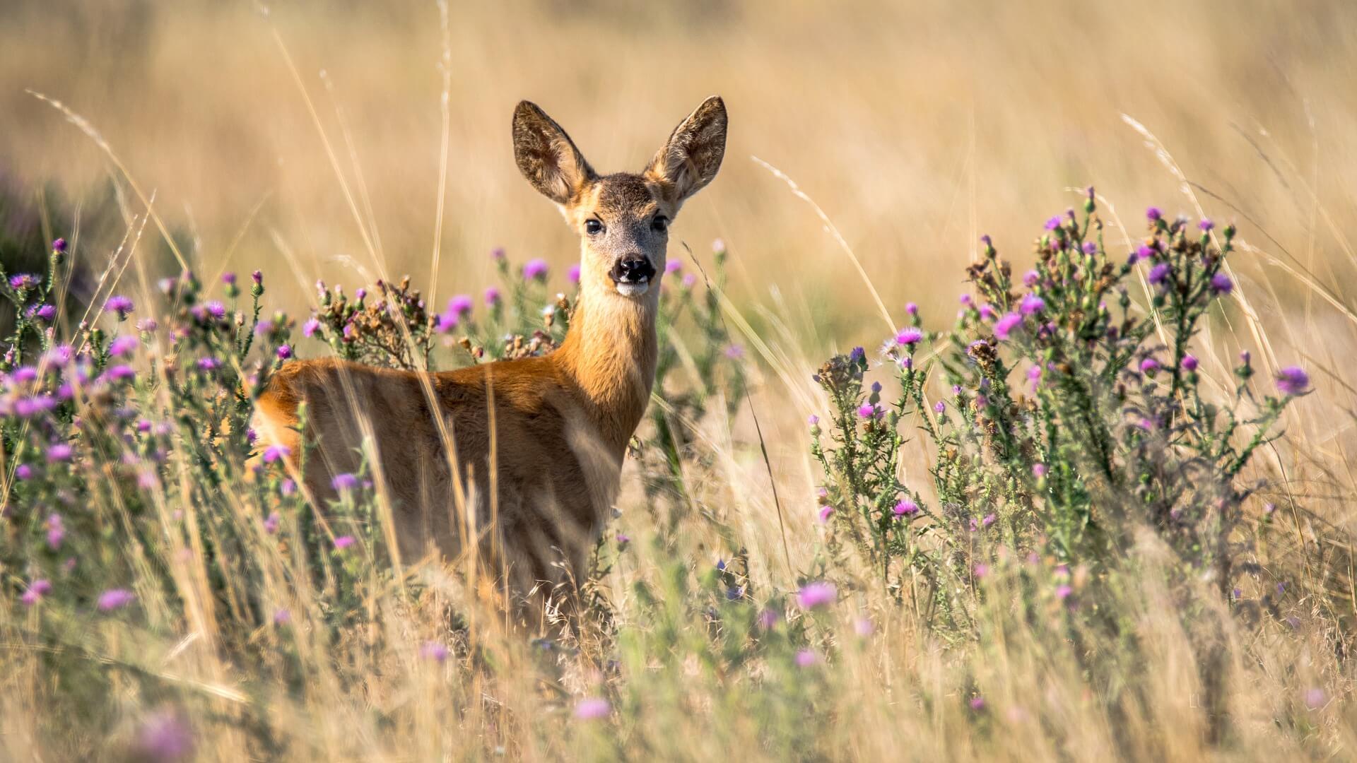 hunting game on your own land